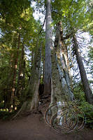 Coastal Redwood (5657)