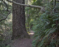 Humbug Mt Trail (5898)
