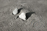 Humbug Mt Beach Stones (5854)