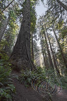 Coastal Redwood (5576)
