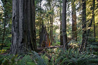 Coastal Redwoods (5669a)